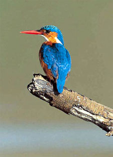 Lady Kingfisher Brown1.jpg